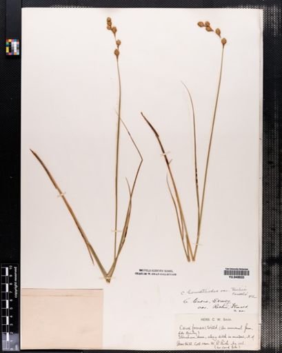 Carex hormathodes