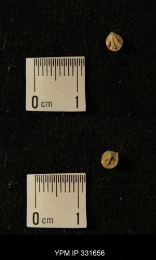 undet. Atrypida
