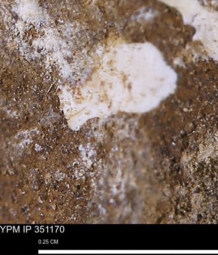 undet. Mollusca