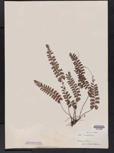 Adiantum