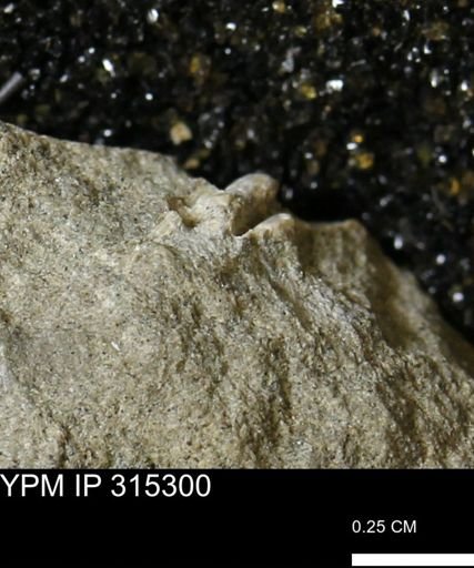 undet. Mollusca