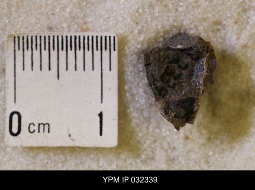 undet. Scaphitidae