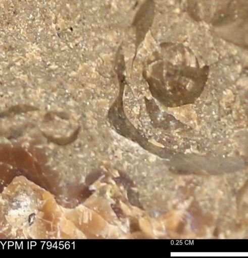 Protocardia subquadrata