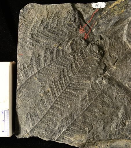 Pecopteris sp.