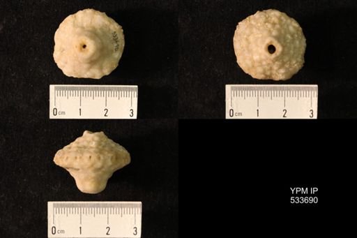 Eutrochocrinus christyi