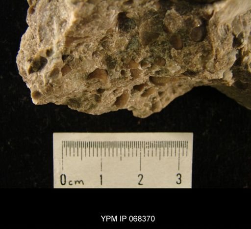 Eoleperditia fabulites
