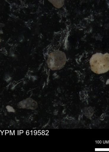 undet. Foraminiferida