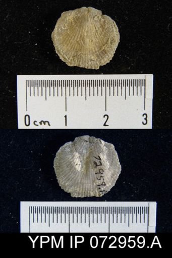Atrypa tennesseensis