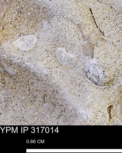 undet. Mollusca