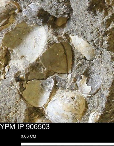 Corbulamella?