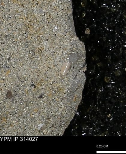 undet. Scaphopoda