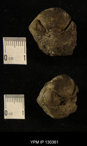 Phacops rana