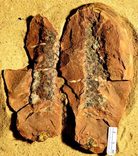 Lepidostrobus