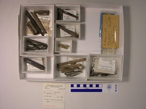 Chimaeroidei
