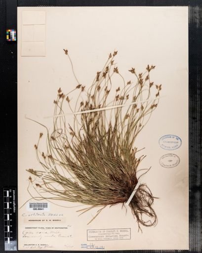 Carex varia