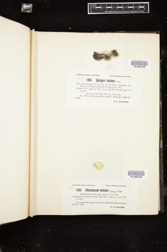Chlorococcum humicola
