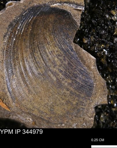 Limopsis striatopunctatus
