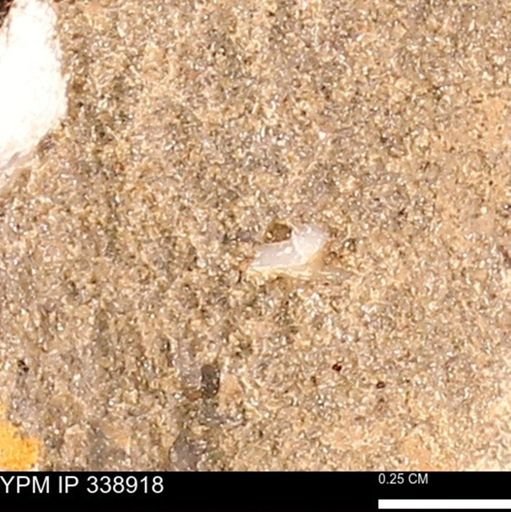 undet. Mollusca