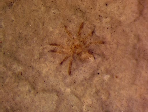 undet. Araneida