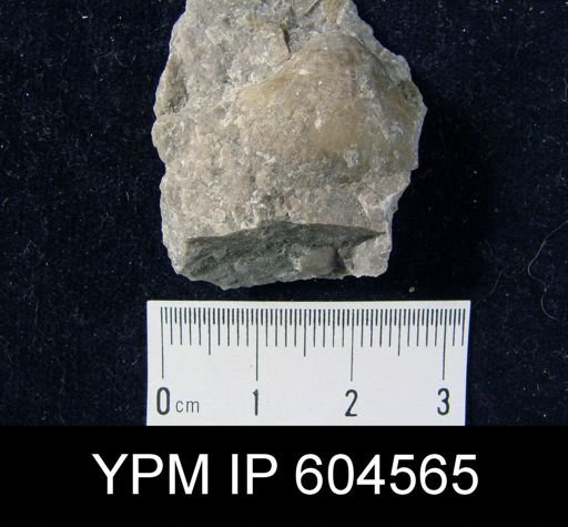 undet. Brachiopoda