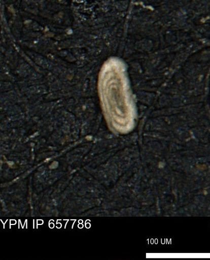 Spirolocammina subcircularis