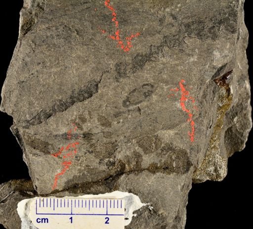 Lepidostrobus sp.