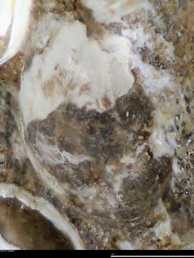 Corbulamella gregaria