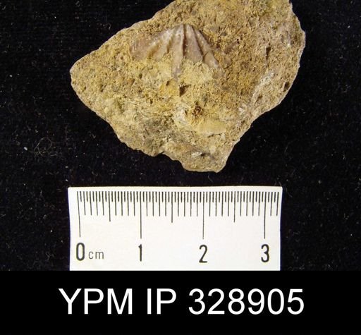 Delthyris sculptilis