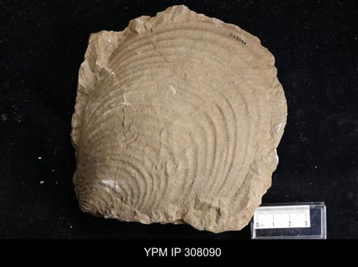 Inoceramus sp.