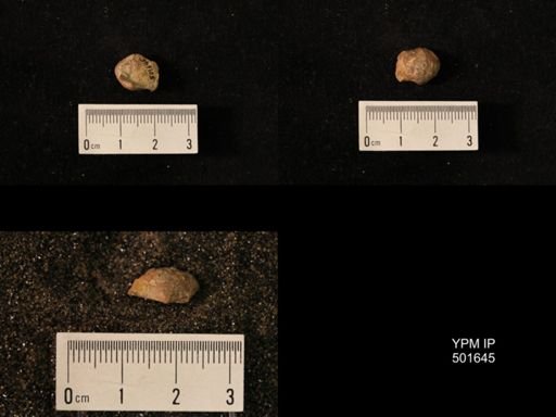 Marginifera splendens