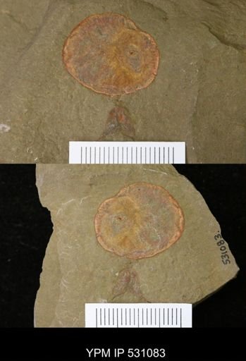 Porifera?
