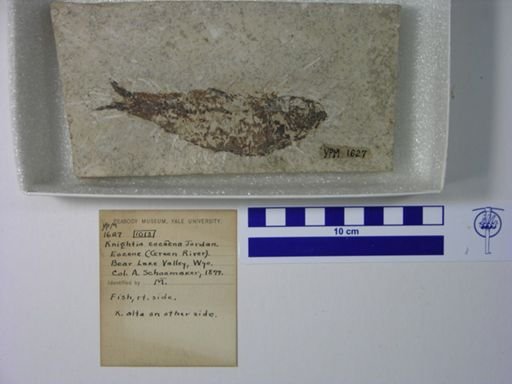 Knightia eocaena