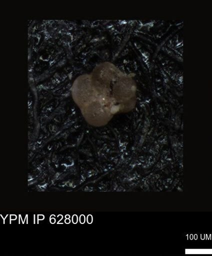 undet. Foraminiferida