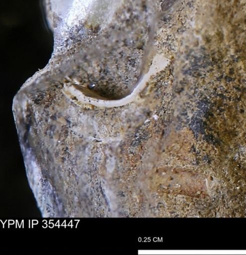 undet. Mollusca