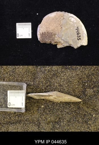 Sphenodiscus lenticularis