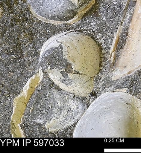 Protocardia sp.