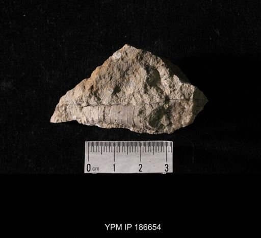 Orthoceras sp.