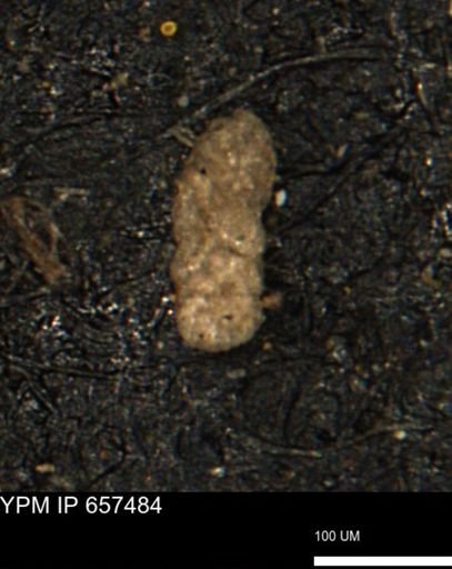 Ammobaculoides whitneyi