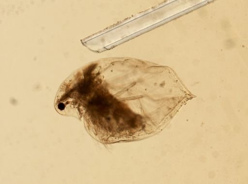 Daphnia pulex