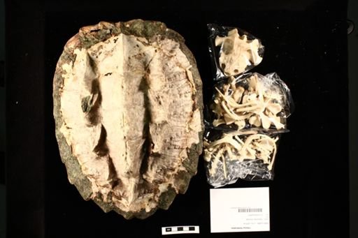 Chelus fimbriatus