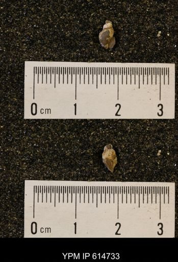 Euspira sp.