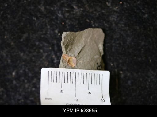undet. Arthropoda