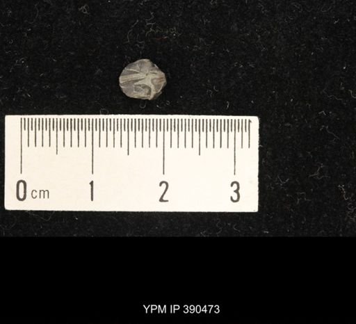 Pentremitidea goldringae