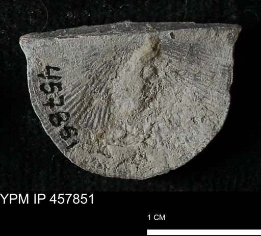 Strophodonta sp.