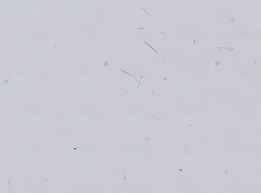 Amphimedon viridis