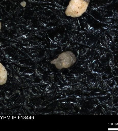 undet. Foraminiferida