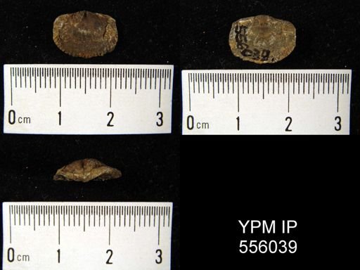 Schuchertella sp.