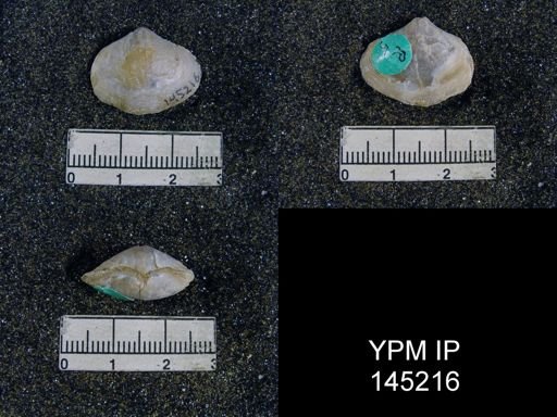 Athyris capillata