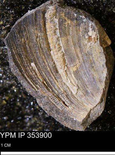 Limopsis striatopunctatus