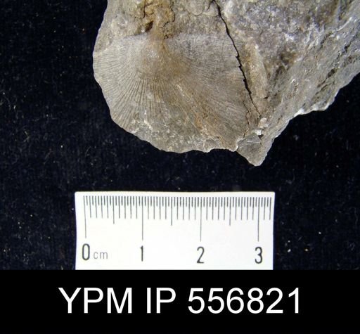 undet. Brachiopoda